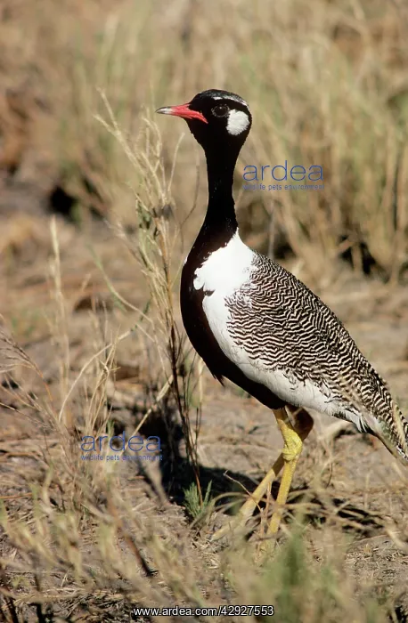 : Black Korhaan / Bustard - male : Black Korhaan / Bustard - male
