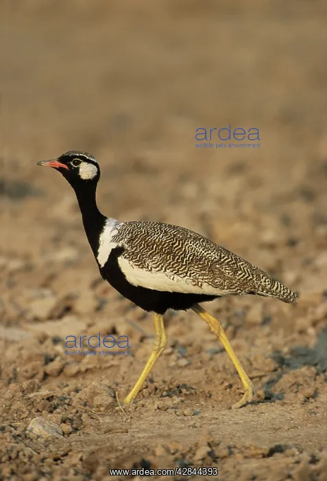 : Black Korhaan / Bustard - Walking : Black Korhaan / Bustard - Walking