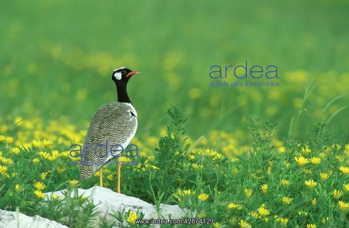 : Black Korhaan - Displaying male in the rainy season : Black Korhaan - Displaying male in the rainy season