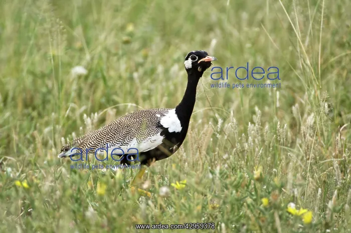 : Black Korhaan - Male : Black Korhaan - Male