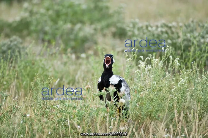 : Black Korhaan - Male calling : Black Korhaan - Male calling