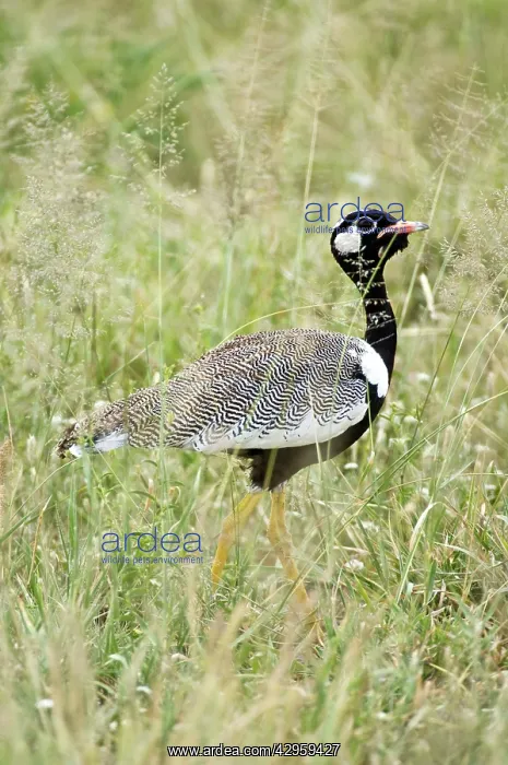 : Black Korhaan - Male amongst grass : Black Korhaan - Male amongst grass