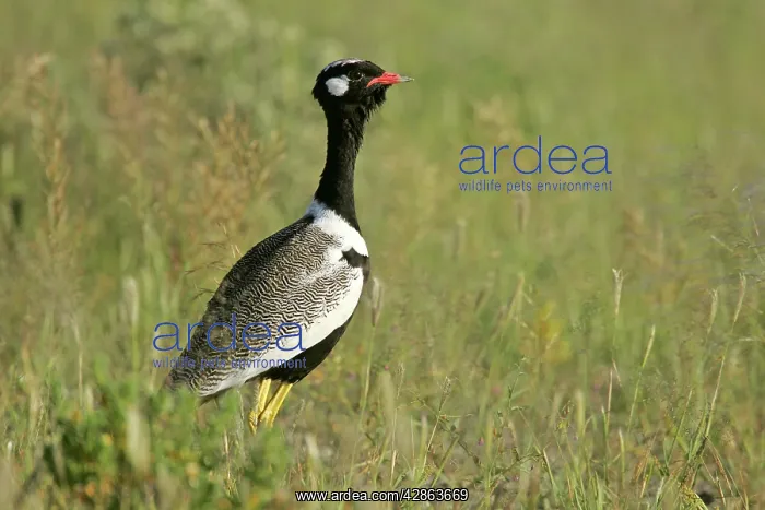  : Black Korhaan - standing in grass savannah