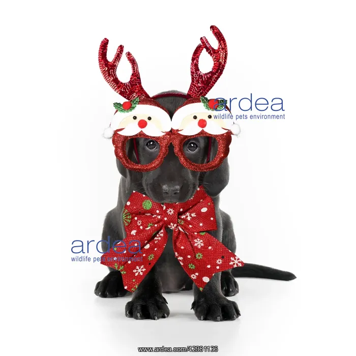 : Black Labarador Dog, puppy sitting, wearing Christmas : Black Labarador Dog, puppy sitting, wearing Christmas