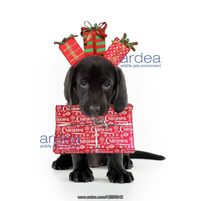 : Black Labarador Dog, puppy sitting, carrying Christmas : Black Labarador Dog, puppy sitting, carrying Christmas