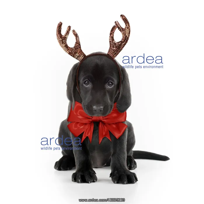 : Black Labarador Dog, puppy sitting, wearing Christmas : Black Labarador Dog, puppy sitting, wearing Christmas