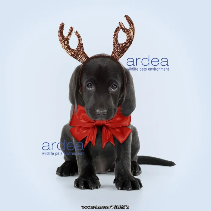 : Black Labarador Dog, puppy sitting, wearing Christmas