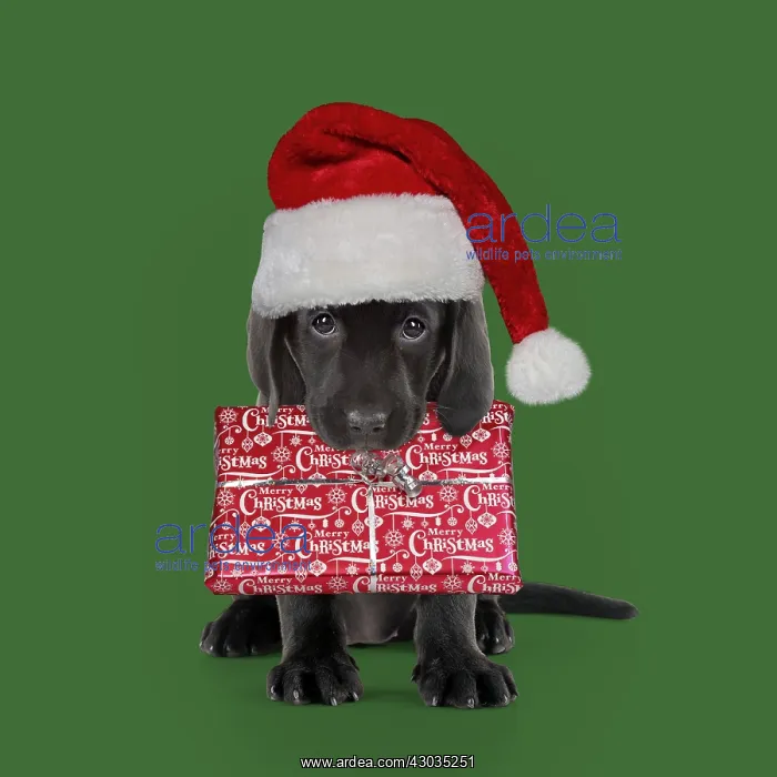 : Black Labarador Dog, puppy sitting, wearing Christmas : Black Labarador Dog, puppy sitting, wearing Christmas