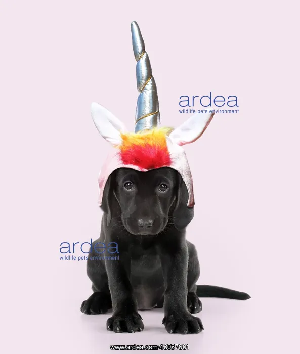 : Black Labarador Dog, puppy sitting, wearing unicorn : Black Labarador Dog, puppy sitting, wearing unicorn