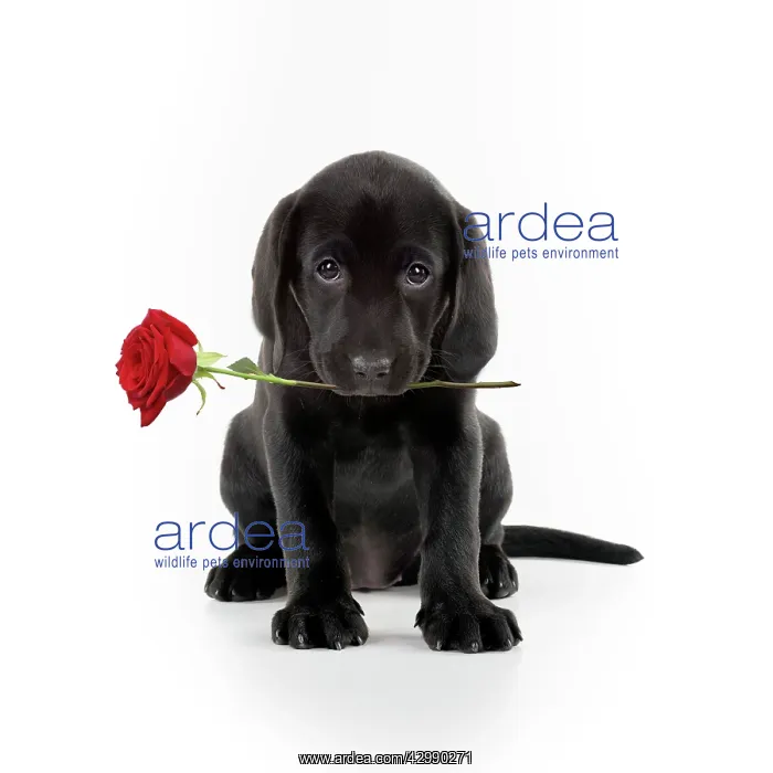 : Black Labarador Dog, puppy sitting, holding a letter : Black Labarador Dog, puppy sitting, holding a letter