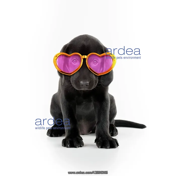 : Black Labarador Dog, puppy sitting, holding a letter : Black Labarador Dog, puppy sitting, holding a letter