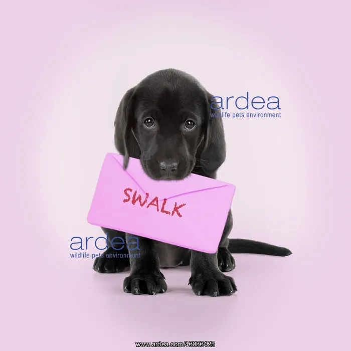 : Black Labarador Dog, puppy sitting, holding a letter : Black Labarador Dog, puppy sitting, holding a letter