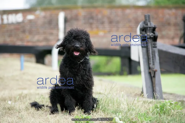 : Black labradoodle sitting : Black labradoodle sitting