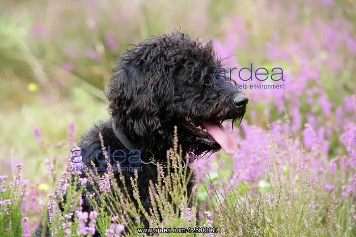: Black labradoodle sitting in field : Black labradoodle sitting in field