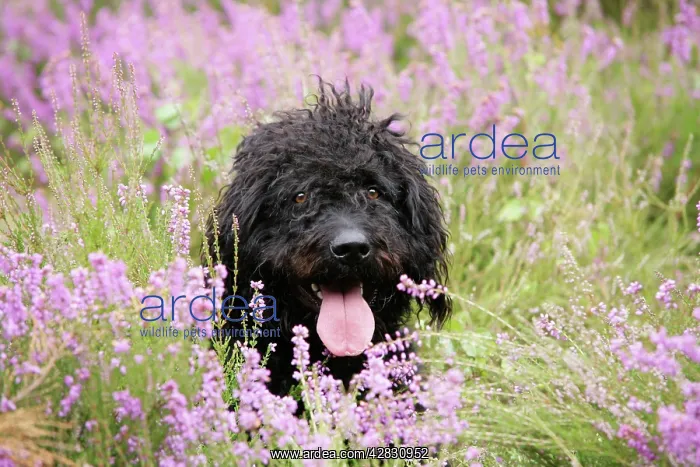 : Black labradoodle sitting in field : Black labradoodle sitting in field