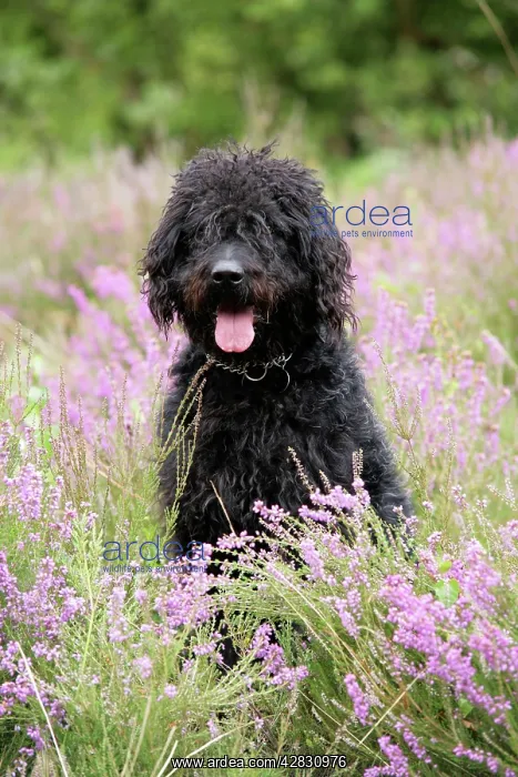 : Black labradoodle sitting in field : Black labradoodle sitting in field