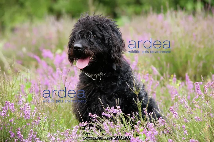 : Black labradoodle sitting in field : Black labradoodle sitting in field
