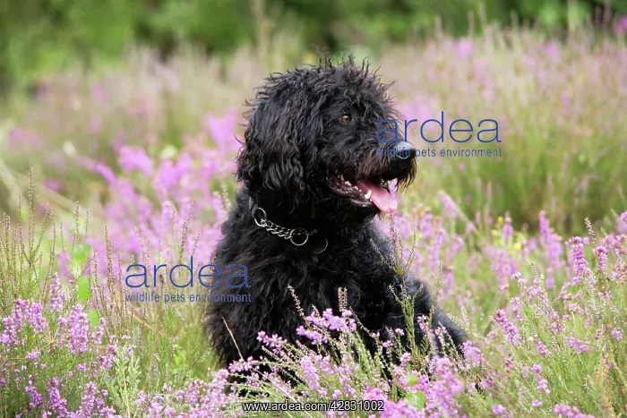 : Black labradoodle sitting in field : Black labradoodle sitting in field