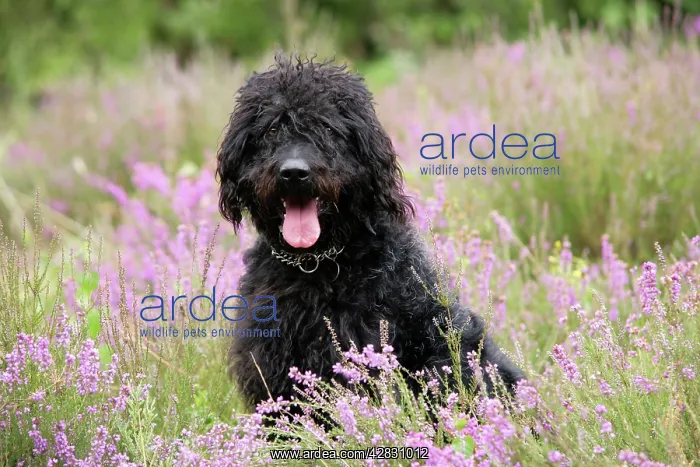 : Black labradoodle sitting in field : Black labradoodle sitting in field