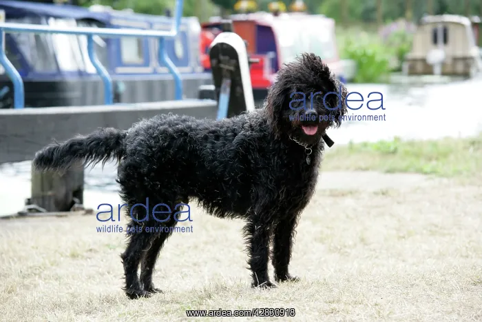 : Black labradoodle standing in front of barge : Black labradoodle standing in front of barge