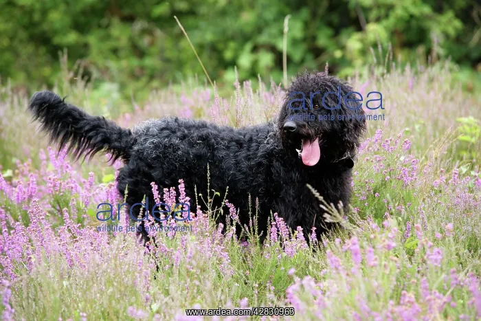 : Black labradoodle standing in field : Black labradoodle standing in field
