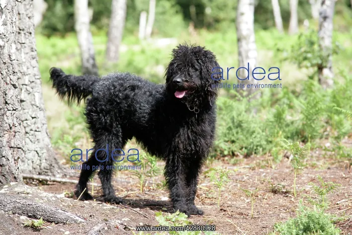 : Black labradoodle - in woodland : Black labradoodle - in woodland