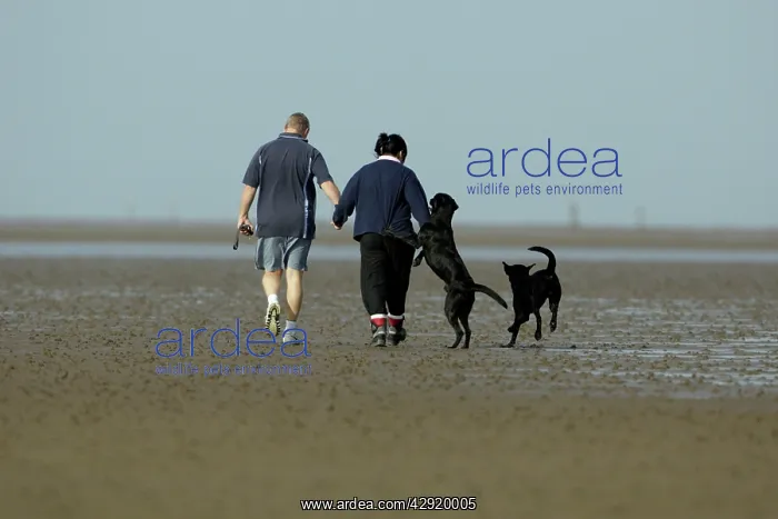 : Black Labrador - 2 dogs and their owners walking on mudflats : Black Labrador - 2 dogs and their owners walking on mudflats