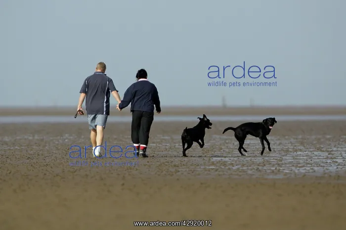 : Black Labrador - 2 dogs and their owners walking on mudflats : Black Labrador - 2 dogs and their owners walking on mudflats