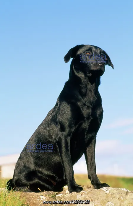  : Black Labrador Dog