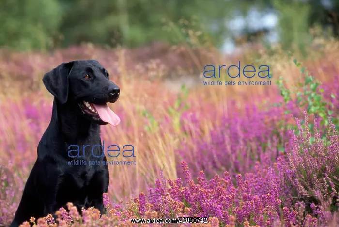 : Black Labrador Dog - in heather : Black Labrador Dog - in heather