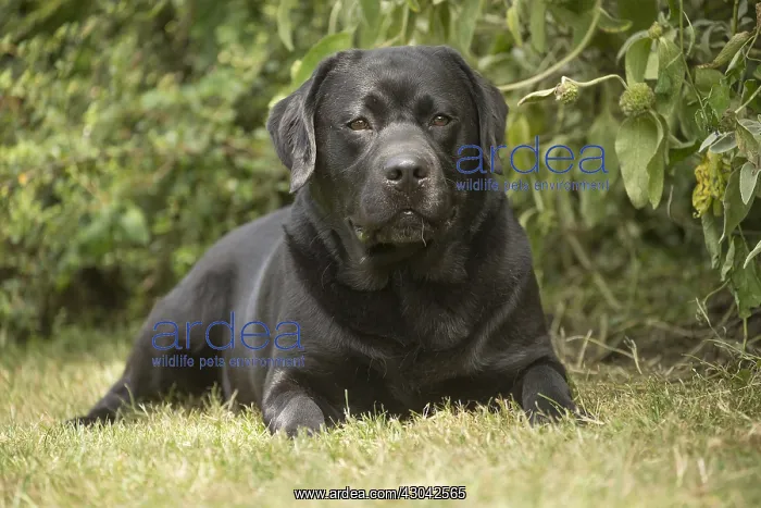  : Black Labrador dog outside