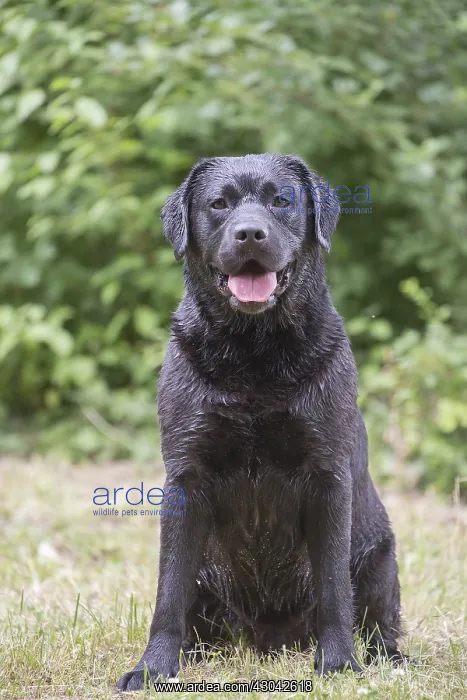  : Black Labrador dog outside