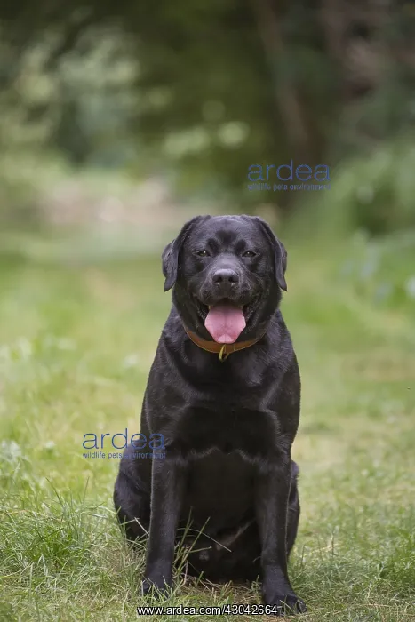  : Black Labrador dog outside