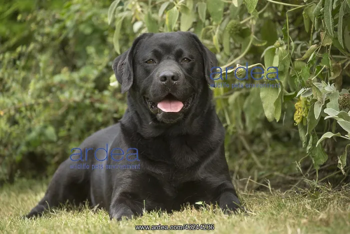  : Black Labrador dog outside