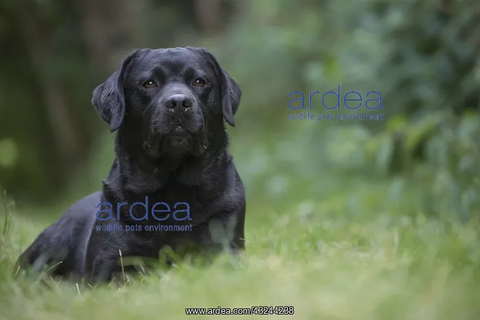  : Black Labrador dog outside
