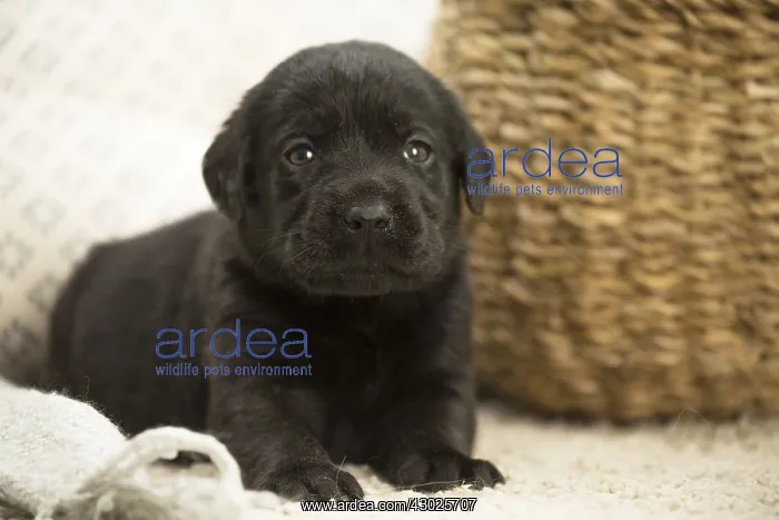  : Black Labrador Dog, puppy