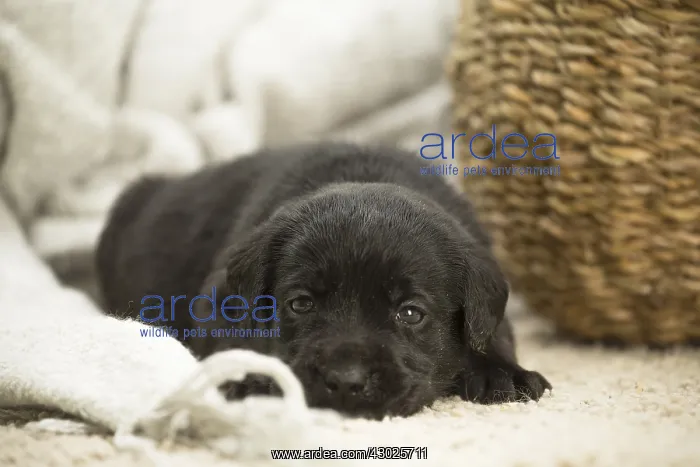  : Black Labrador Dog, puppy