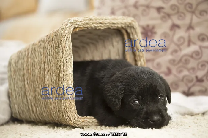  : Black Labrador Dog, puppy