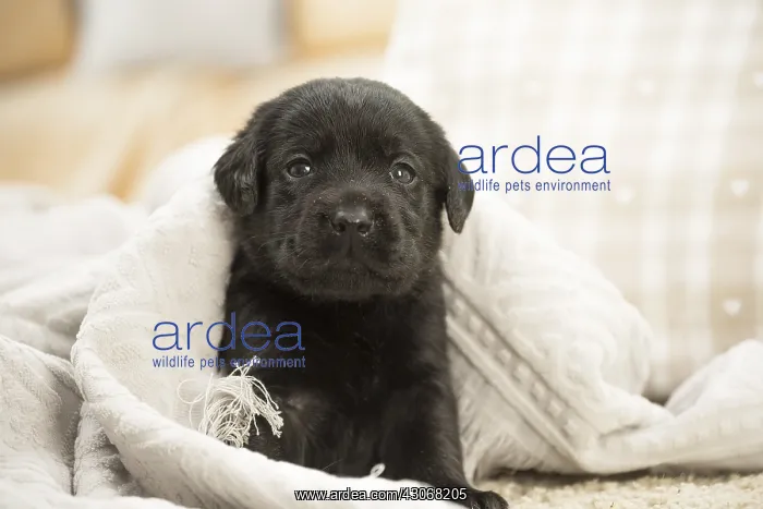  : Black Labrador Dog, puppy