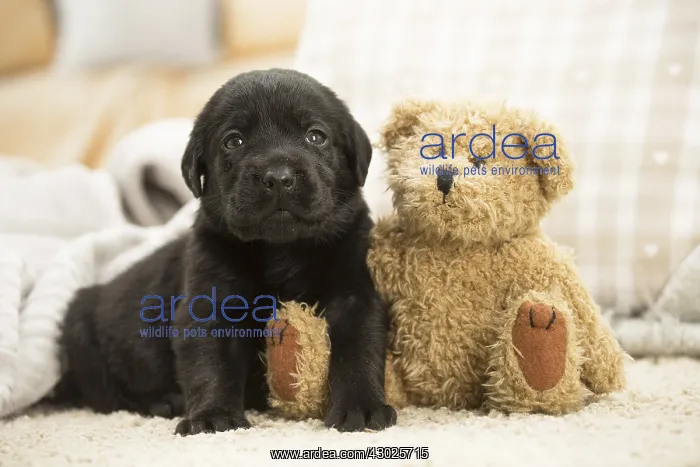 : Black Labrador Dog, puppy Black Labrador Dog, puppy : Black Labrador Dog, puppy Black Labrador Dog, puppy