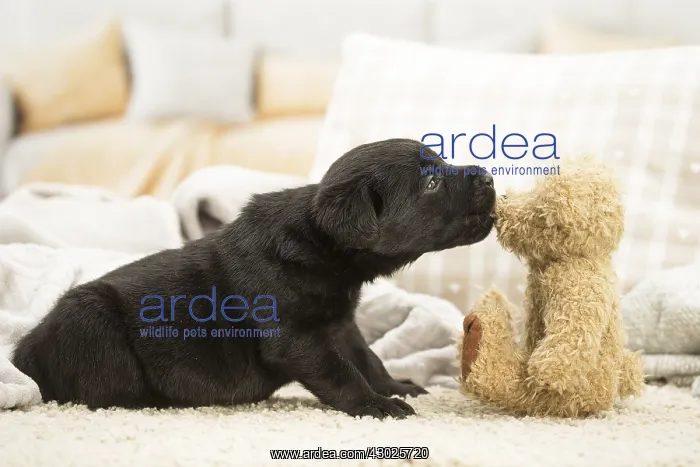 : Black Labrador Dog, puppy Black Labrador Dog, puppy : Black Labrador Dog, puppy Black Labrador Dog, puppy