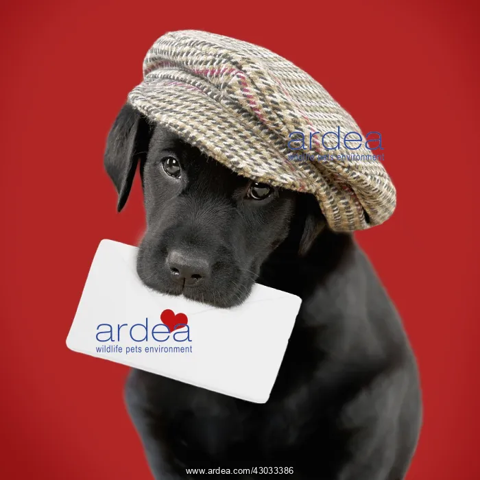 : Black Labrador Dog, puppy wearing a cap holding : Black Labrador Dog, puppy wearing a cap holding