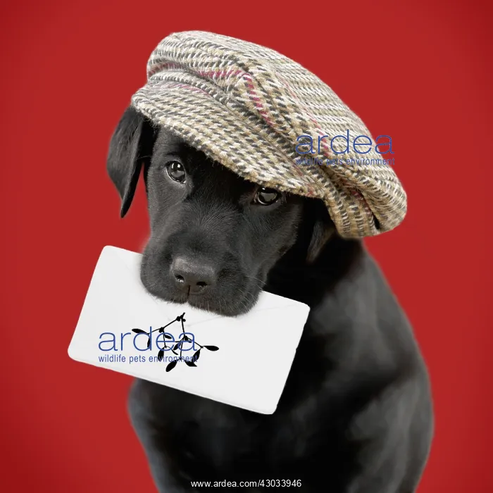  : Black Labrador Dog, puppy wearing a cap holding