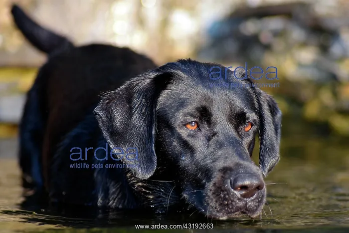 : Black Labrador dog standing in the water : Black Labrador dog standing in the water