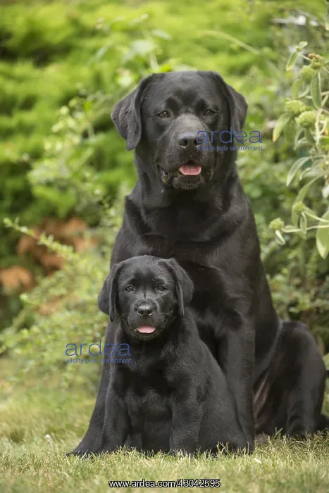  : Black Labrador dogs outside
