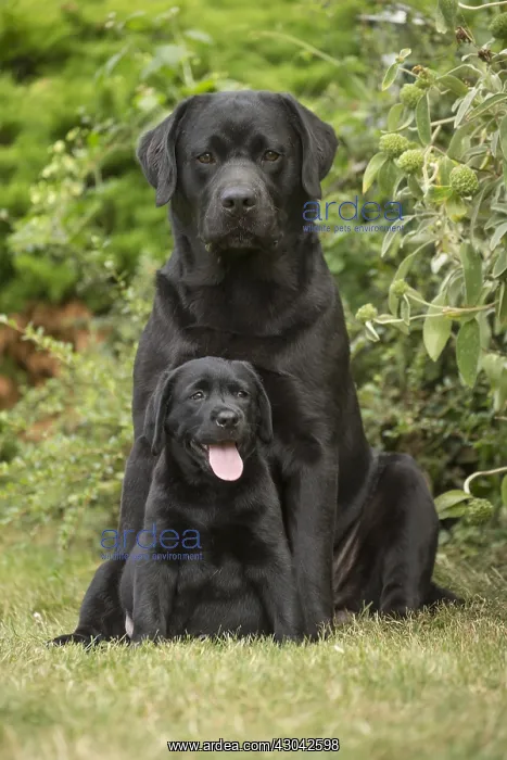  : Black Labrador dogs outside