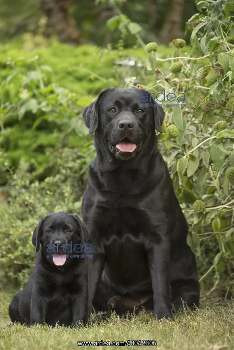  : Black Labrador dogs outside