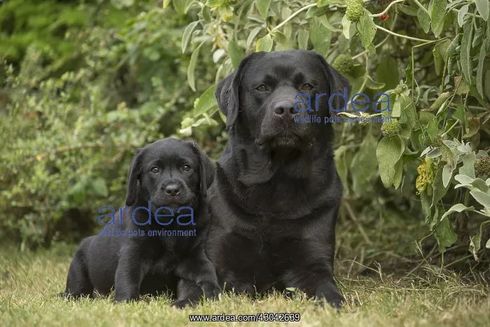  : Black Labrador dogs outside