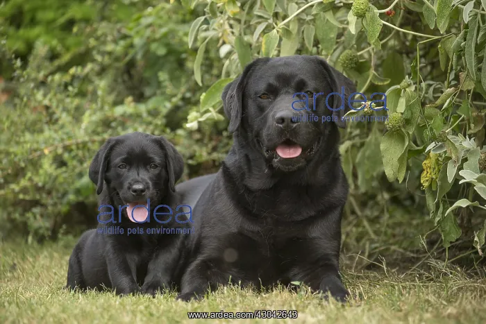  : Black Labrador dogs outside