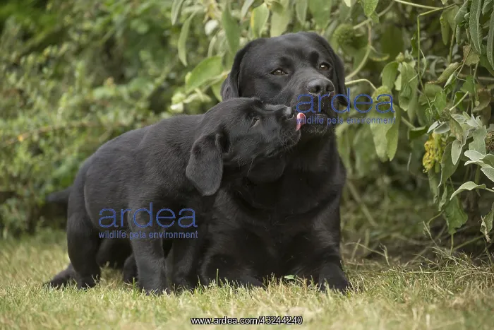  : Black Labrador dogs outside